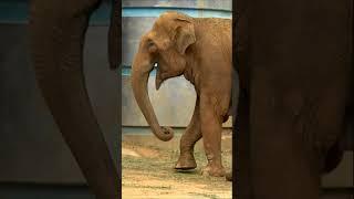 Азиатский слон -20 Московский зоопарк #shorts Asian elephant Moscow zoo