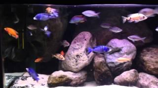 540L malawi cichlid tank