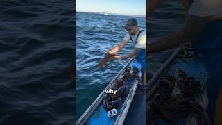 Lobster Hunting Rules‼️