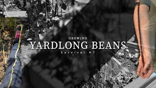 Growing Yardlong Beans