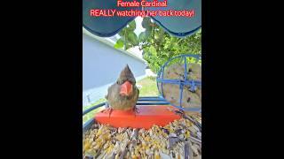 Birdbuddy Like A Boss: Female Cardinal REALLY watching her back today! #birds #cardinals