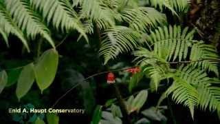 Science Education at the New York Botanical Garden