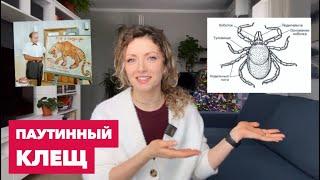 Паутинный клещ на комнатных растениях » Как выглядит, как определить и как избавиться