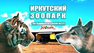 Как поживают обитатели иркутского зоопарка на новом месте