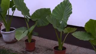 Alocasia macrorhiza - adam - adamov list