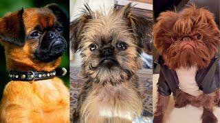 Brussels griffon | Funny and Cute dog video compilation in 2022.