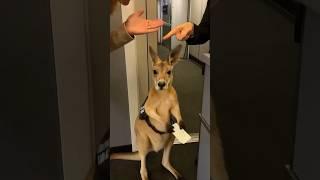 They wouldn’t let the support KANGAROO on the airplane 