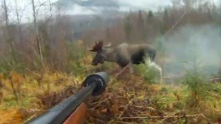 MOOSE HUNTING WITH DOG! Охота на лося с собакой!