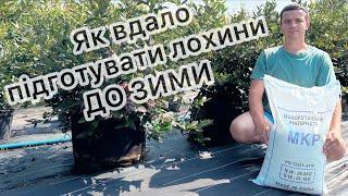 Як підготувати лохину до зими, щоб був хороший врожай на наступний сезон 17.08.24