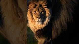 Joe Rogan: Unraveling the Myth of Male Lions: Surprising No-Mane Discoveries in  Wild #shorts #viral