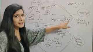 Ch-13 Photosynthesis L-03 || C4 cycle || Hatch and slack Pathway || Dark reaction || Class 11 Neet