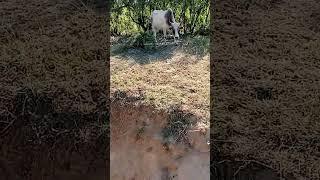 A vigorous cow