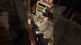 Medusa wants to shred #cat #guitar #cute #music