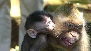 Jill cries cos pity her newborn big monkey try to bite her baby, Cute newborn pity mommy Jill