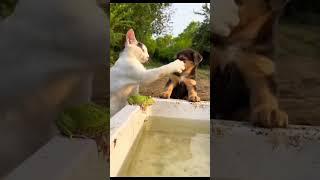 Cats and Dogs | TikTok funny animals982
