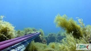 pescasub : Orata furba e intelligente - Claudio Basili