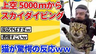 [2ch Animal Thread] The reaction of this cat who tried skydiving for the first time in his life w...