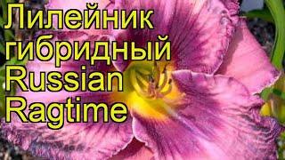 Лилейник гибридный Рашин Регтайм. Краткий обзор, описание характеристик hemerocallis Russian Ragtime