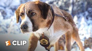 The Call of the Wild Exclusive Movie Clip - New Lead Dog (2020) | Movieclips Coming Soon