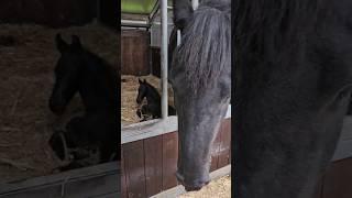 Happy birthday!! #Friesian #Horses #Followtheherd