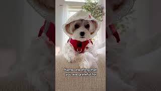 Everyday Style for Your Pup  | Dog Harness by Dogistry