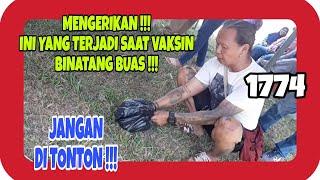 JANGAN DITONTON !!! Mengerikan !!! Ini yang Terjadi Saat Vaksin Binatang Buas & Ganas juga Langka !!