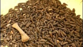 Escaping Larvae Black Soldier Fly