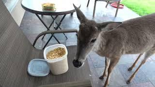 Dinner with Bambi and the herd (day 185 part 1)