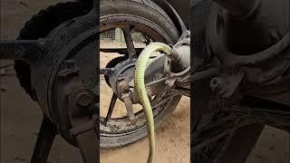 What Happens When a SNAKE Gets Stuck in Your Bike Wheel?