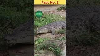 Unknown Facts About Crocodiles That Are Amazing #shorts #faunafacts