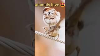 Animals Mating Love #shorts #trending #animals