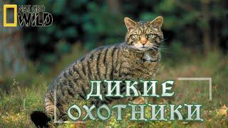 Дикие охотники - Кошки. #Документальный фильм. National Geographic 16+