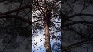 Baum fällen WhatsApp Video 2018 01 27 at 17 07 10