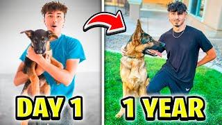 My Dogs 1 Year Transformation!