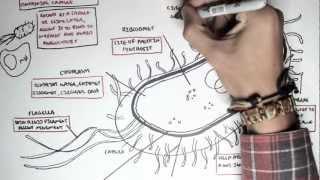 Microbiology - Bacteria (Structure)