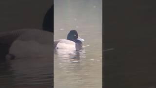 lesser scaup #birding #birds #birdwatching #nature #birdtube #duck #lesserscaup