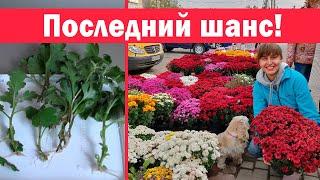 Ещё можно успеть!!! Размножение хризантемы черенками осенью