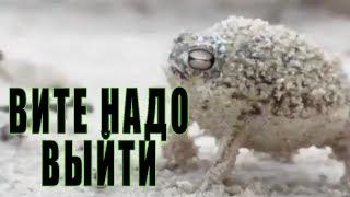 ️ MADEVIL - Вите надо выйти (ЛЮТЫЙ ТРЕК Кавер с животными) |MMV #101