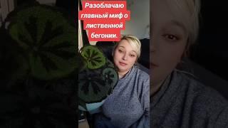 Бегонии – сложно и не для новичков? Ха! Сейчас докажу обратное #begonia   #доглядзабегонією #бегония