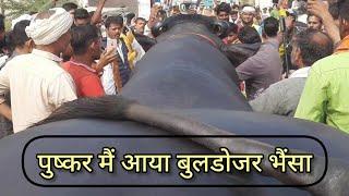 पुष्कर में आया बुलडोजर भैंसा | hariyana ka buffalo bholu | pushkar pashu mela 2023