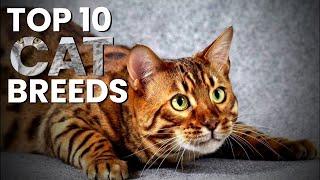 Top Ten CAT Breeds