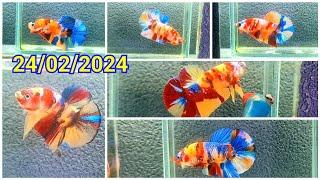 CÁ BETTA MỚI NHẤT 2024 GIÁ RẺ 24/12 KM GIÁ CHỈ 80K.TRỪ F1 THÁI/RED FC/NEON/BLACK NEMO/KOI RED.