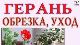 Как правильно ухаживать, обрезать, формировать куст Герани. Видео инструкция .