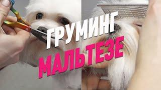 ГРУМИНГ МАЛЬТИЙСКОЙ БОЛОНКИ / СТРИЖКА МАЛЬТЕЗЕ / GROOM SCHOOL