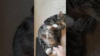 the Catermelon, uncut