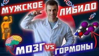 Мужское либидо. Мозг VS гормоны!