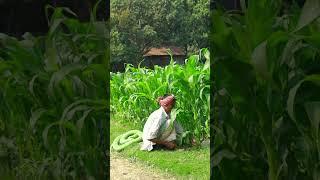 KING COBRA SNAKE PRANK ON GRANDPA Part 68 !  EMTIAZ BHUYAN#Shorts