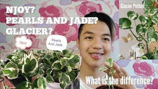 NJOY VS PEARLS AND JADE VS GLACIER POTHOS| What are the differences?