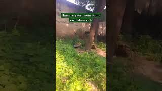 sapnon mein aaungi#trending #shorts video#YouTube#️️#