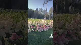 #latvija #latvijasdaba #гортензии #гортензиивсаду #природа Парк вдохновения Августы